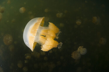 Oceania, Palau, Eik Malk, Spotted jellyfish, mastigias papua, in saltwater lake - JWAF000084