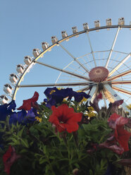 Ferris wheel in HafenCity in the evening light, flowers in foreground, HafenCity, Hamburg, Germany - SEF000702