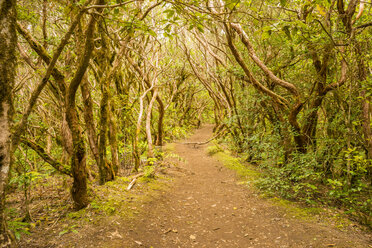 Spain, Canary Islands, Tenerife, Anaga mountains, laurel forest - WGF000343