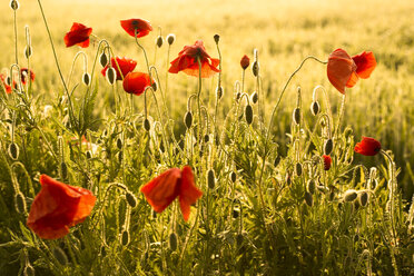 Deutschland, Bayern, Mohn, Papaver rhoeas, im Morgenlicht - FCF000242