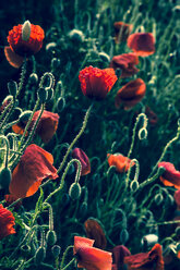 Germany, Bavaria, Poppies, Papaver rhoeas, in the morning light - FCF000243