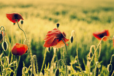 Germany, Bavaria, Poppies, Papaver rhoeas, in the morning light - FCF000244