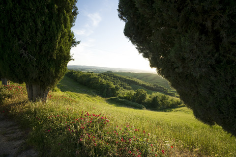 Italien, Toskana, Crete Senesi, Zypressen und Landschaft, lizenzfreies Stockfoto