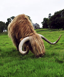 Vereinigtes Königreich, Schottland, Highlands Cattle - LYF000079