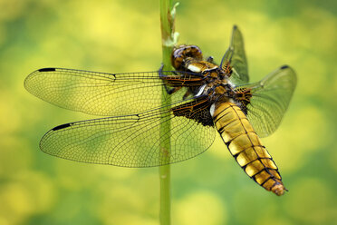 Breitbauch-Laufvogel, Libellula depressa - MJOF000461