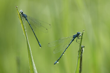 Azurjungfer, Coenagrion puella - MJOF000463