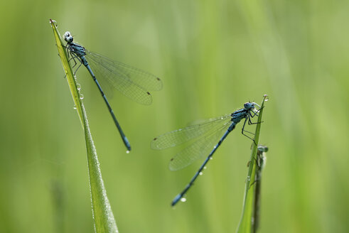 Azurjungfer, Coenagrion puella - MJOF000463