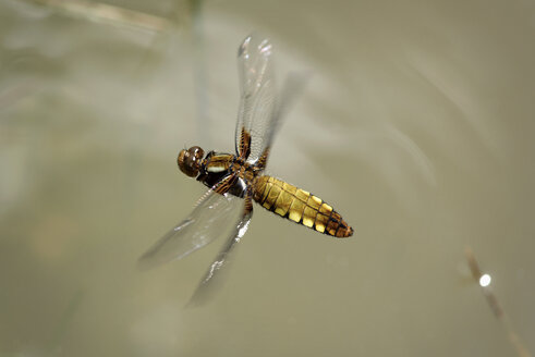 Breitbauch-Laufvogel, Libellula depressa - MJOF000465