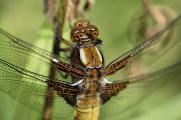 Breitbauch-Laufvogel, Libellula depressa - MJOF000466