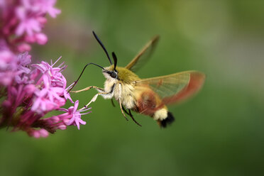 Breitrandiger Bienenschwärmer, Hemaris fuciformis - MJOF000470