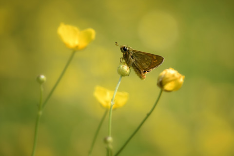 Großer Skipper, Ochlodes sylvanus, lizenzfreies Stockfoto