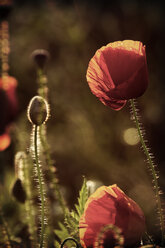 Rote Mohnblumen, Papaver rhoeas, im Sonnenlicht - HOHF000864