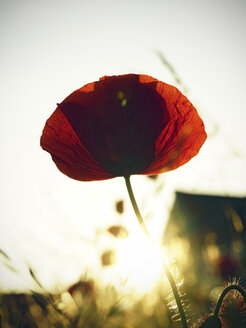 Roter Mohn, Papaver rhoeas, im Sonnenlicht - HOHF000868