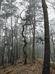 Baumkrümmungen, Wald in Hamburg, Deutschland - MSF004036