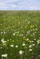 Germany, Baden-Wuerttemberg, Flower meadow - ELF001088