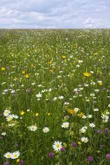 Deutschland, Baden Württemberg, Blumenwiese - ELF001088