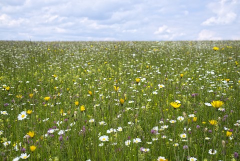 Deutschland, Baden Württemberg, Blumenwiese, lizenzfreies Stockfoto