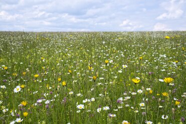 Deutschland, Baden Württemberg, Blumenwiese - ELF001089