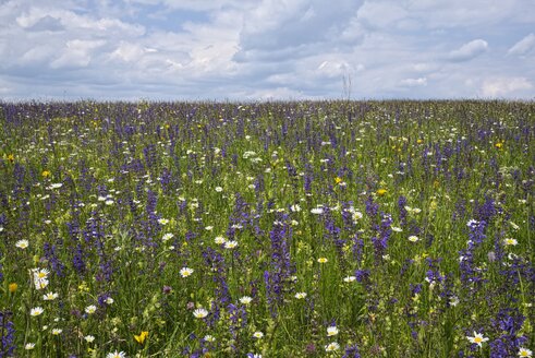 Deutschland, Baden Württemberg, Blumenwiese - ELF001090