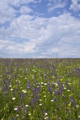 Deutschland, Baden Württemberg, Blumenwiese - ELF001091