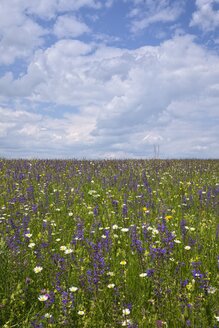 Deutschland, Baden Württemberg, Blumenwiese - ELF001091