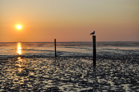 Germany, Lower Saxony, East Friesland, Norddeich, Lower Saxon Wadden Sea National Park, Seagull on wooden stake at sunset stock photo