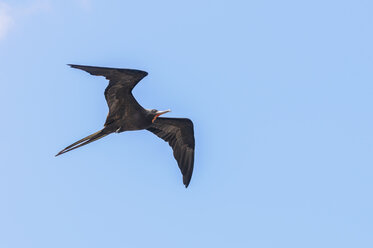 Ozeanien, Galapagos-Inseln, Fliegender Prachtfregattvogel, Fregata magnificens - CB000319