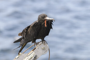 Ozeanien, Galapagos-Inseln, Prachtfregattvogel, Fregata magnificens, vor dem Wasser sitzend - CB000313