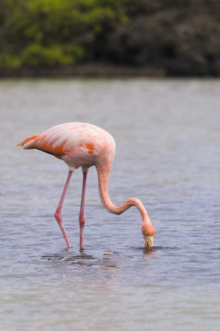 Ozeanien, Galapagos-Inseln, Santa Cruz, Amerikanischer Flamingo, Phoenicopterus ruber, auf Nahrungssuche, lizenzfreies Stockfoto