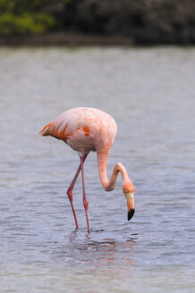 Ozeanien, Galapagos-Inseln, Santa Cruz, Amerikanischer Flamingo, Phoenicopterus ruber, auf Nahrungssuche - CB000316