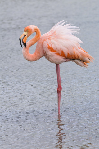 Ozeanien, Galapagos-Inseln, Santa Cruz, Amerikanischer Flamingo, Phoenicopterus ruber, stehend im Wasser, lizenzfreies Stockfoto