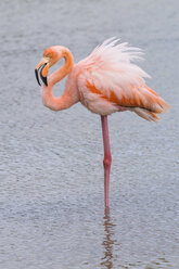 Ozeanien, Galapagos-Inseln, Santa Cruz, Amerikanischer Flamingo, Phoenicopterus ruber, stehend im Wasser - CB000318