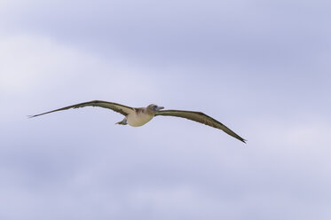 Ozeanien, Galapagos Inseln, Santa Cruz, Fliegender Blaufußtölpel, Sula nebouxii - CB000320