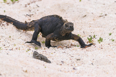 Ozeanien, Galapagos-Inseln, Santa Cruz, Meeresleguan, Amblyrhynchus cristatus, Spaziergang im Sand - CB000322