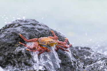 Oceania, Galapagos Islands, Santa Cruz, red rock crab, Grapsus grapsus, sitting on a rock in the surf - CB000323