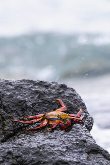 Ozeanien, Galapagos Inseln, Santa Cruz, Rote Felsenkrabbe, Grapsus grapsus, auf einem Felsen sitzend - CB000324