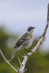 Ozeanien, Galapagosinseln, Santa Cruz, Galapagos-Spottdrossel, Nesomimus parvulus auf Ast - CB000325