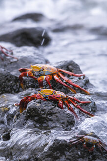 Ozeanien, Galapagos-Inseln, Santa Cruz, zwei rote Felsenkrabben, Grapsus grapsus, sitzen auf einem Felsen - CB000327