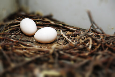 Deutschland, Berlin, Taubenei im Nest, Columba - NGF000127