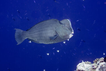 Ozeanien, Palau, Bolbometopon muricatum, Grüner Büffelkopf-Papageifisch - JWAF000086