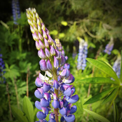 Lupine (Lupinus polyphyllus), Bayern, Deutschland - MAEF008484