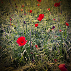 Corn Poppy, Bavaria, Germany - MAEF008485