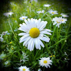 Gänseblümchen, Bayern, Deutschland - MAEF008486