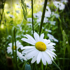 Gänseblümchen, Bayern, Deutschland - MAEF008487