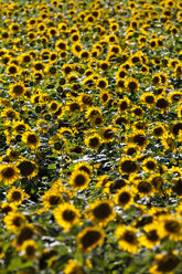 Schweiz, Sonnenblumenfeld, Helianthus annuus - AMF002404