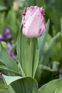 Deutschland, Rosa gefranste Tulpe, Tulipa, Santander - WIF000802