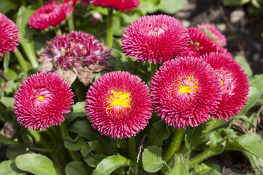 Deutschland, Gänseblümchen, Bellis perennis - WIF000804