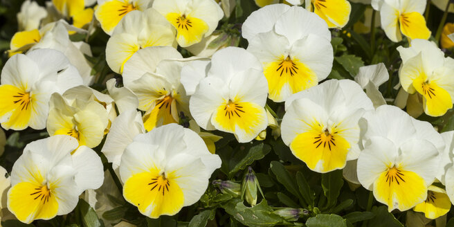 Deutschland, Hornveilchen, Viola cornute - WIF000807