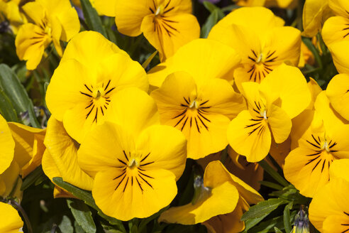 Deutschland, Gelbes Hornveilchen, Viola cornute - WIF000808