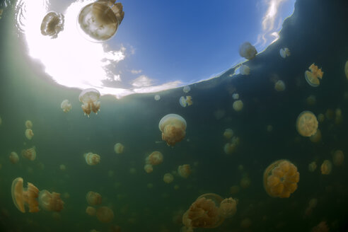 Oceania, Palau, Eik Malk, Spotted jellyfish, mastigias papua, in saltwater lake - FGF000049